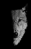 In the company of wolves : werewolves, wolves and wild children /