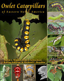 Owlet caterpillars of eastern North America /