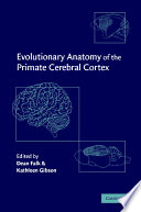 Evolutionary anatomy of the primate cerebral cortex /