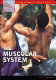 The muscular system /