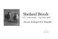 Shetland breeds : 'little animals... very full of spirit,' ancient, endangered & adaptable : a compendium with principal essays /