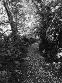 Robert Adams : an old forest road.