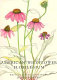 American wildflower florilegium /