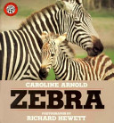 Zebra /