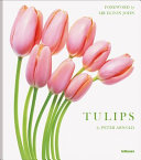 Tulips /