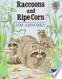 Raccoons and ripe corn /