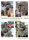Tropical & subtropical trees : an encyclopedia /