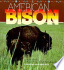 American bison /