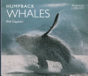 Humpback whales /