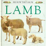 Lamb /