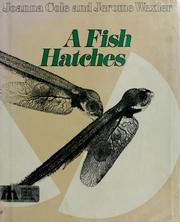 A fish hatches /