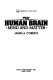 The human brain : mind and matter /