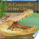 A crocodile grows up /