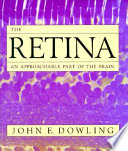 The retina : an approachable part of the brain /