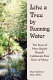 Like a tree by running water : the story of Mary Baptist Russell, California's first Sister of Mercy /