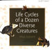 Life cycles of a dozen diverse creatures /