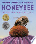 Honeybee : the busy life of Apis mellifera /