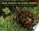 Box Turtle at Long Pond /