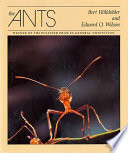 The ants /