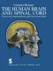 The human brain and spinal cord : functional neuroanatomy and dissection guide /