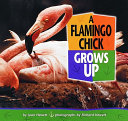 A flamingo chick grows up /