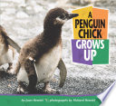 A penguin chick grows up /