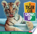 A tiger cub grows up /