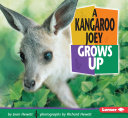 A kangaroo joey grows up /