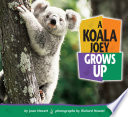 A koala joey grows up /