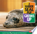 A harbor seal pup grows up /