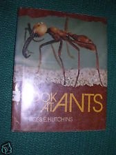 A look at ants /