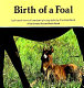 Birth of a foal /