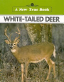 White-tailed deer /