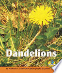 Dandelions /