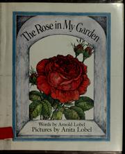 The rose in my garden /