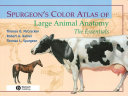 Spurgeon's color atlas of large animal anatomy : the essentials /