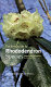 Pocket guide to rhododendron species : based on the descriptions by H.H. Davidian /