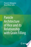 Panicle Architecture of Rice and its Relationship with Grain Filling /