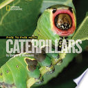 Face to face with caterpillars /
