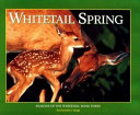 Whitetail spring /