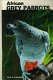 African grey parrots /