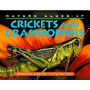 Crickets and grasshoppers /