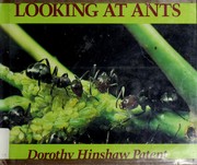 Looking at ants /