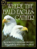 Where the bald eagles gather /
