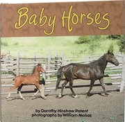 Baby horses /