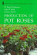 Production of pot roses /