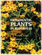Ornamental plants in Australia : annuals, soft-wooded perennials, bulbous, and climbing plants /
