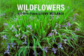 Wildflowers and other plants of Iowa wetlands /