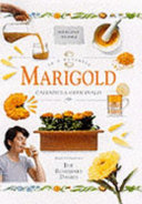 Marigold : calendula officinalis.
