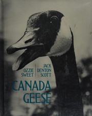 Canada geese /